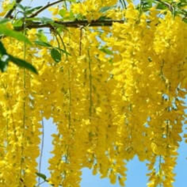 Lagerstroemia indica Seeds – Light Yellow Crepe