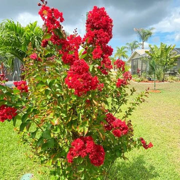 Lagerstroemia indica Seeds – Red Crepe Myrtle