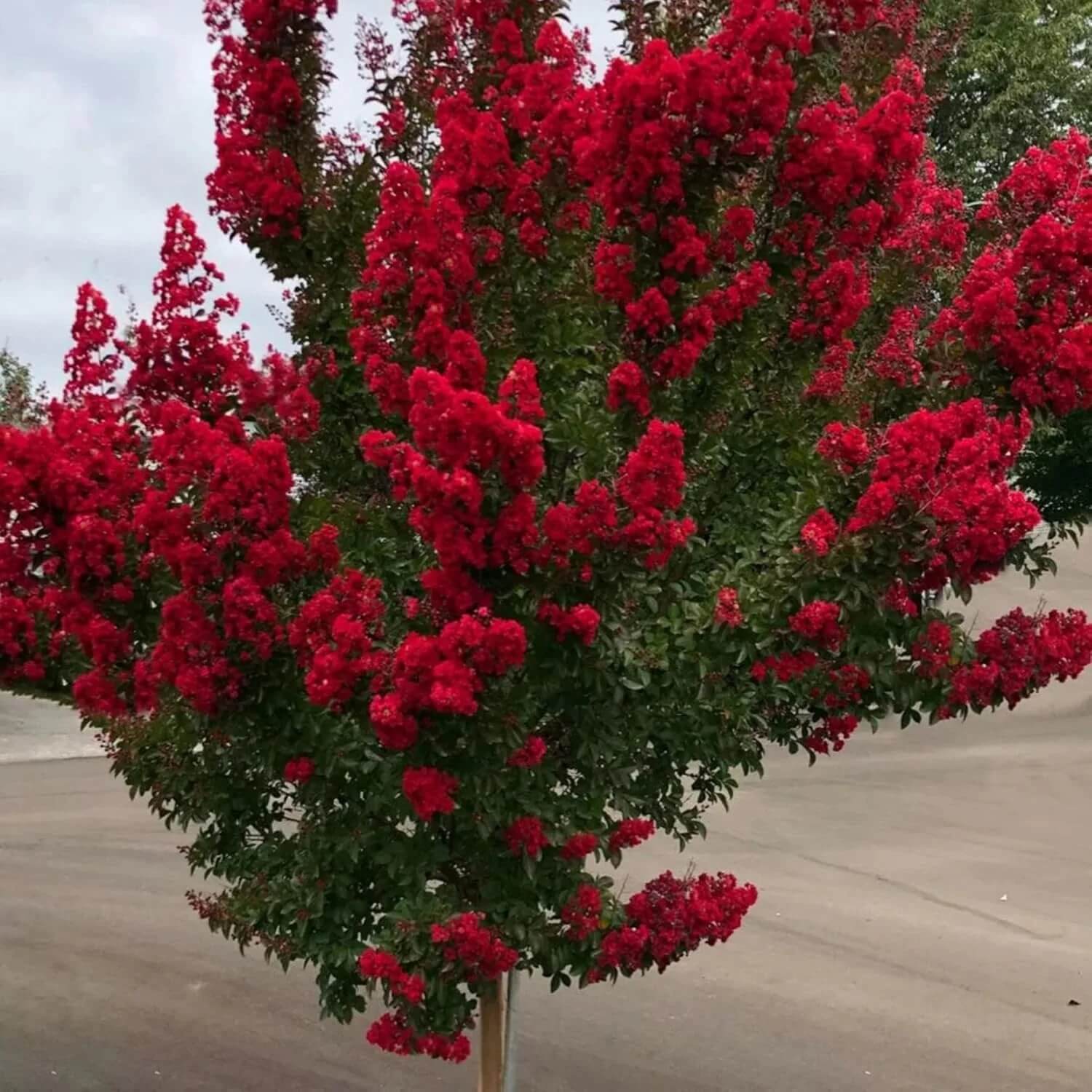 Lagerstroemia indica Seeds – Red Crepe Myrtle