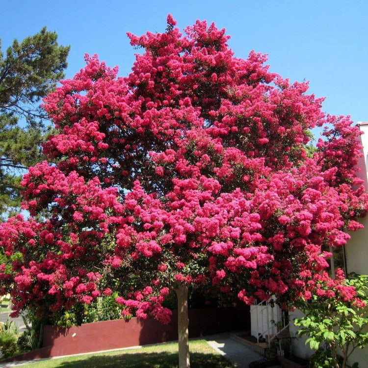 Lagerstroemia indica Seeds – Dark Pink Crepe Myrtle