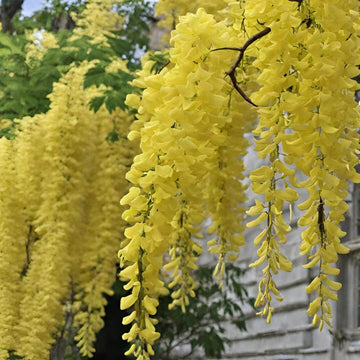 Lagerstroemia indica Seeds – Light Yellow Crepe