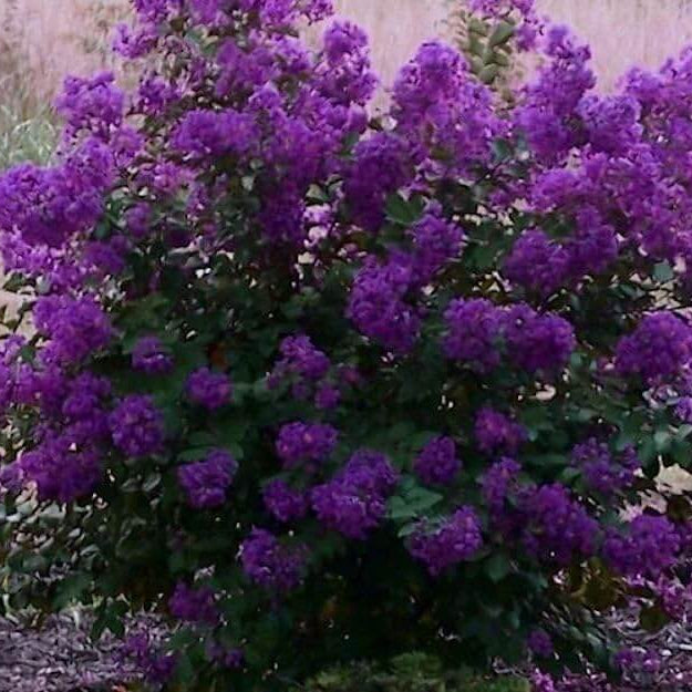 Lagerstroemia indica Seeds – Purple Crepe Myrtle