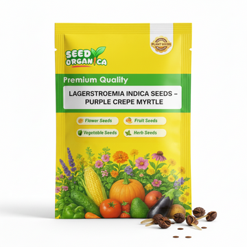 Lagerstroemia indica Seeds – Purple Crepe Myrtle