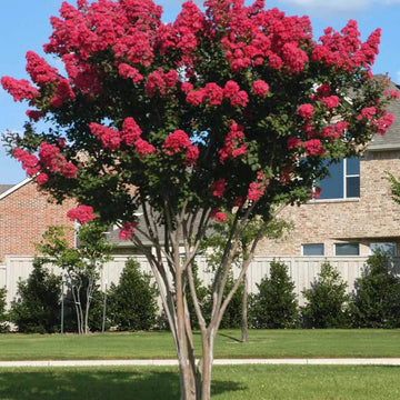 Lagerstroemia indica Seeds – Red Crepe Myrtle