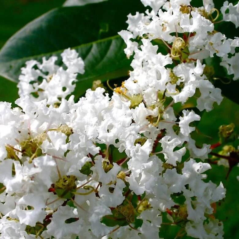 Lagerstroemia indica Seeds – White Crepe Myrtle