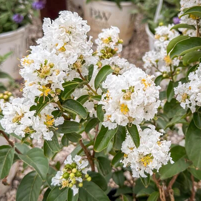 Lagerstroemia indica Seeds – White Crepe Myrtle