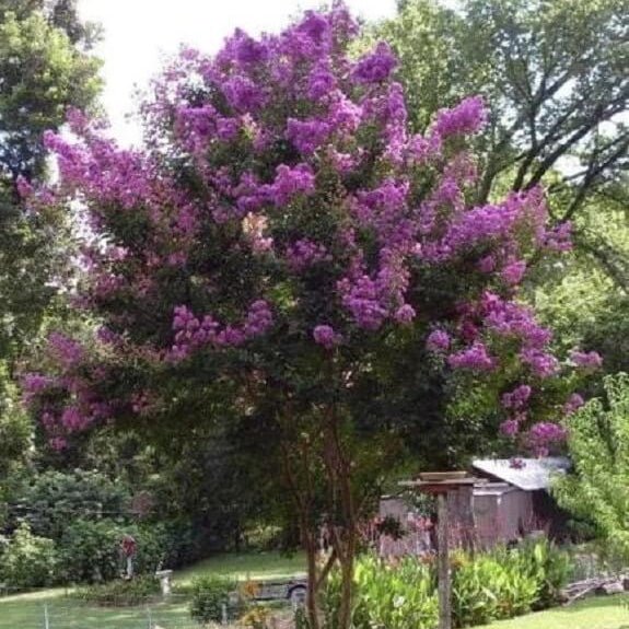 Lagerstroemia speciosa Seeds – Queen’s Crape Myrtle