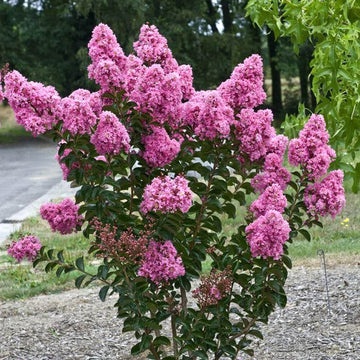 Lagerstroemia speciosa Seeds – Queen’s Crape Myrtle