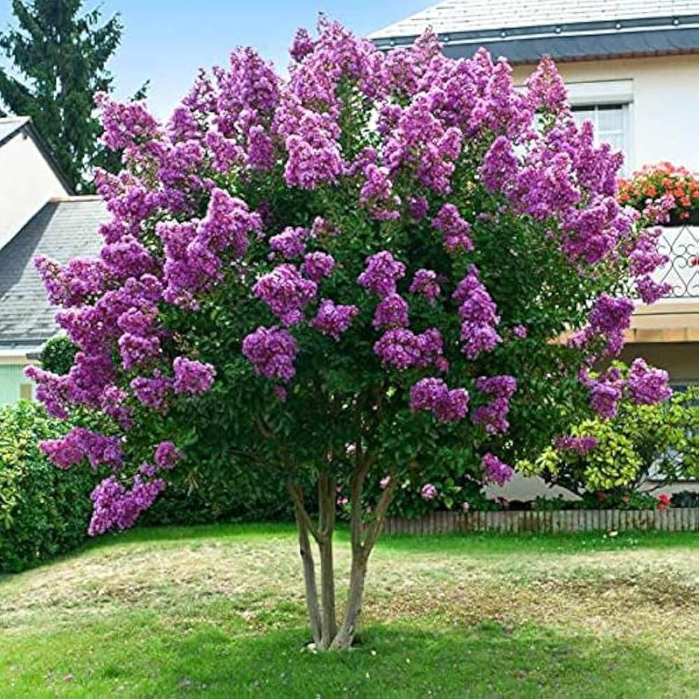 Lagerstroemia speciosa Seeds – Queen’s Crape Myrtle