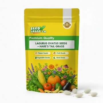Lagurus Ovatus Seeds – Hare’s Tail Grass