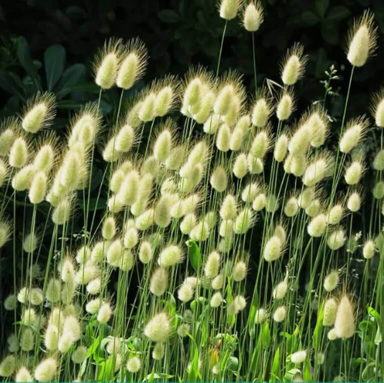 Lagurus ovatus Seeds – Mixed Rabbit Tail Grass