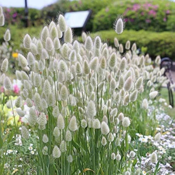 Lagurus ovatus Seeds – Mixed Rabbit Tail Grass