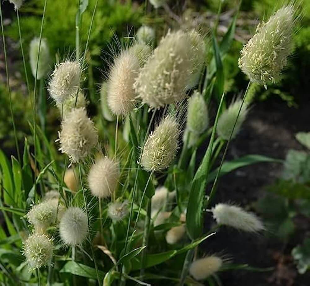 Lagurus ovatus Seeds – Rabbit Tail Grass