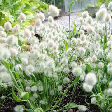 Lagurus ovatus Seeds – Mixed Rabbit Tail Grass