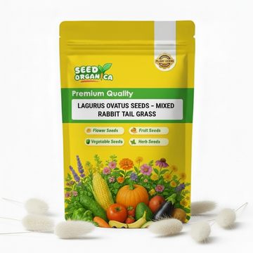 Lagurus ovatus Seeds – Mixed Rabbit Tail Grass