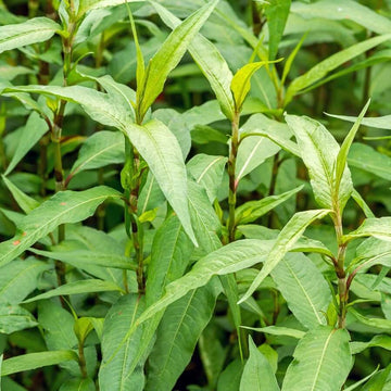Laksa Leaf Seeds