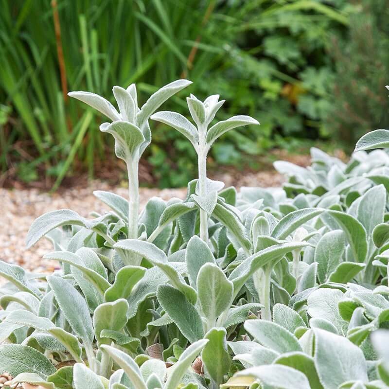Lamb’s Ear Seeds – Green