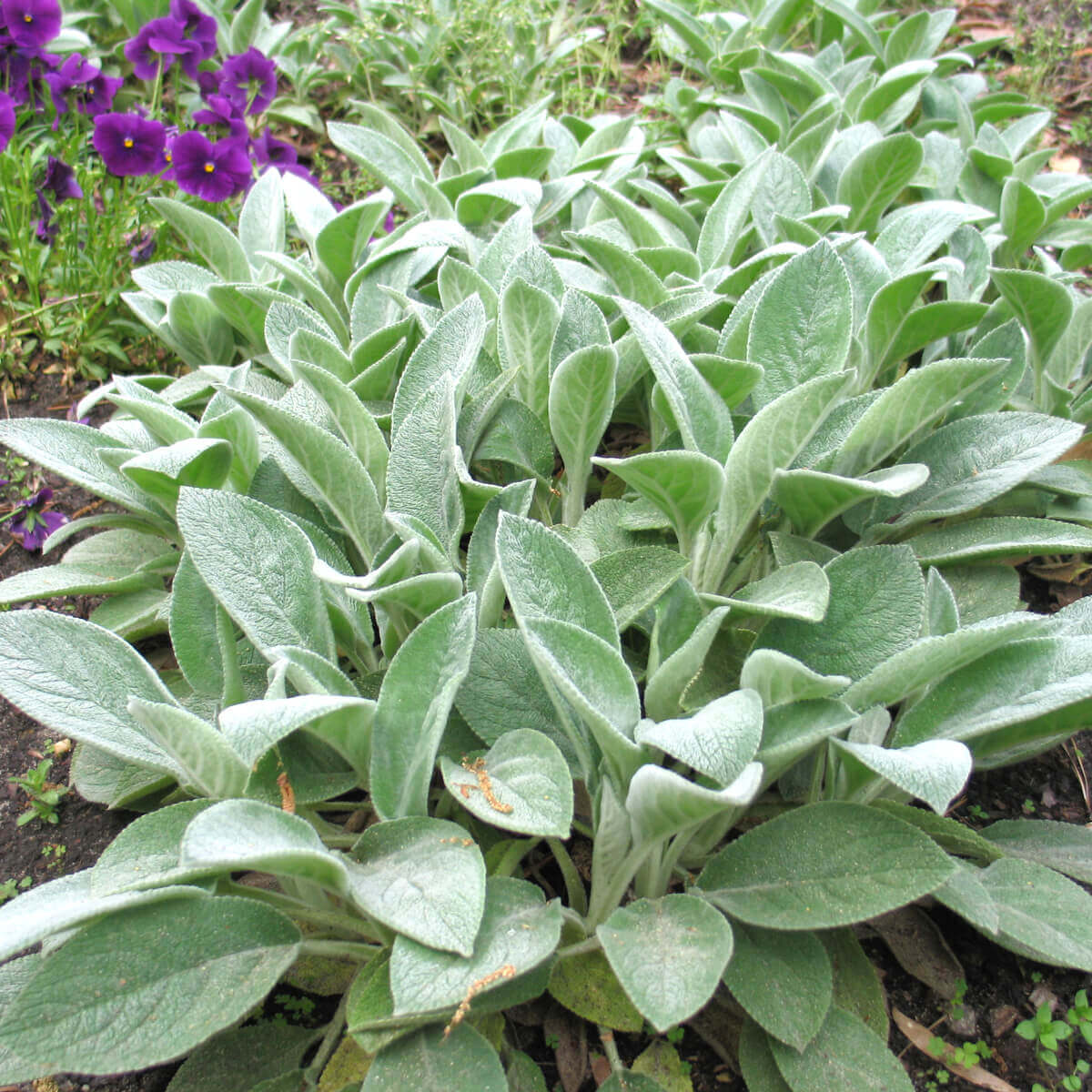 Lamb’s Ear Seeds – Green