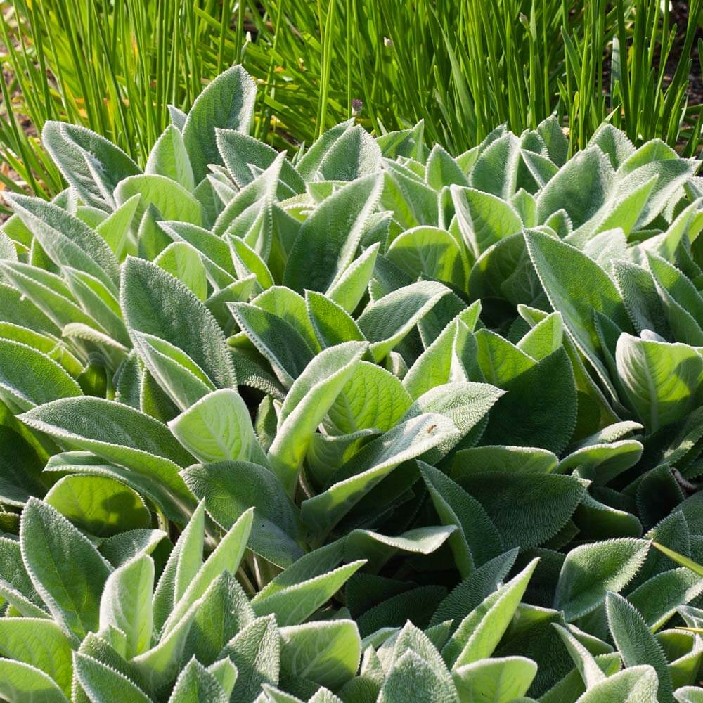 Lamb’s Ear Seeds – Green