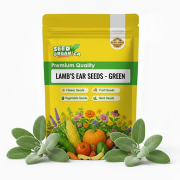 Lamb’s Ear Seeds – Green