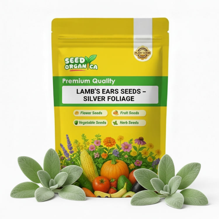 Lamb’s Ears Seeds – Silver Foliage