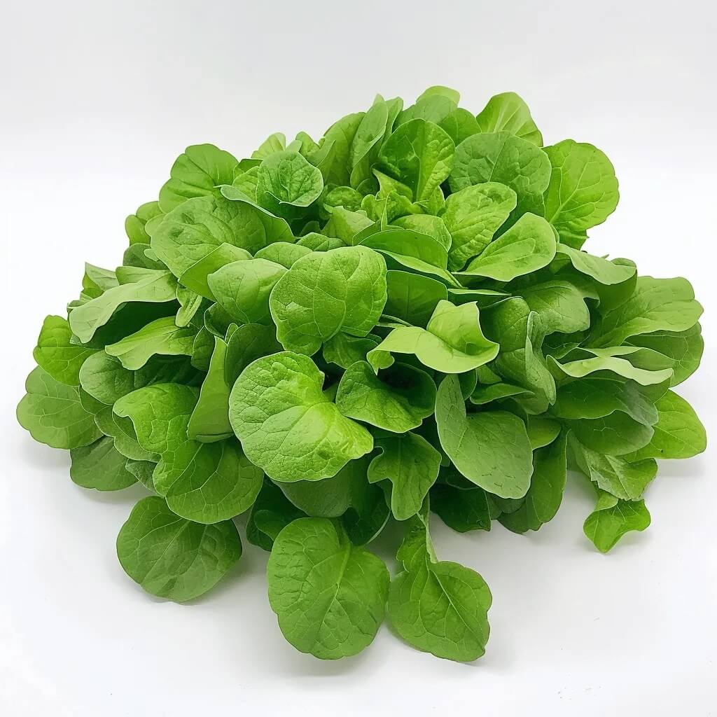 Lamb's Lettuce Seeds
