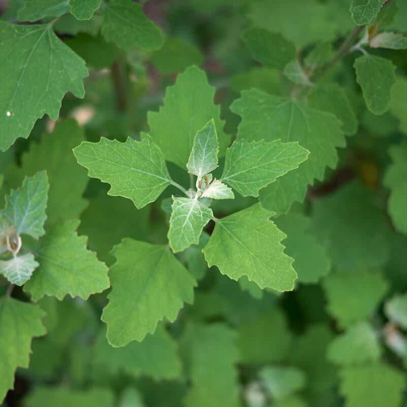 Lambs Quarter Seeds - Vegetable Plant