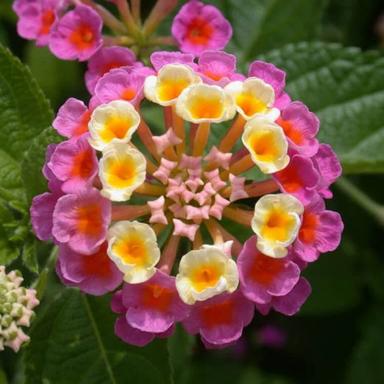 Lantana Camara Seeds - Flower Plant