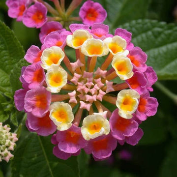 Lantana Camara Seeds - Flower Plant