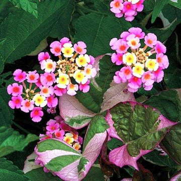 Lantana Camara Seeds - Flower Plant