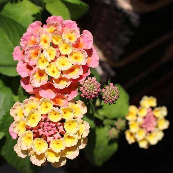 Lantana Camara Seeds - Flower Plant