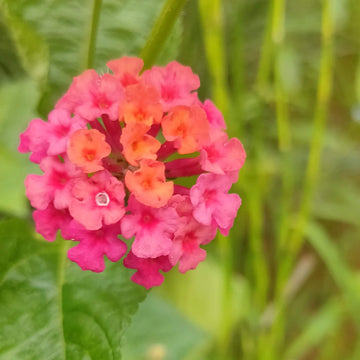 Lantana Seeds – Pink