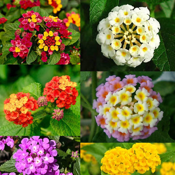 Lantana Seeds - All In One For Home Gardens