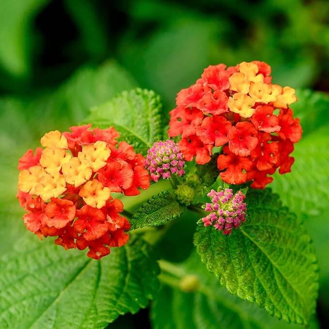 Lantana Seeds - All In One For Home Gardens