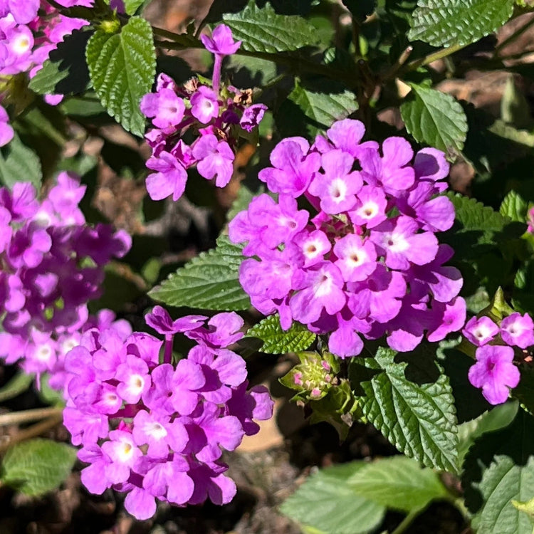 Lantana Seeds - All In One For Home Gardens