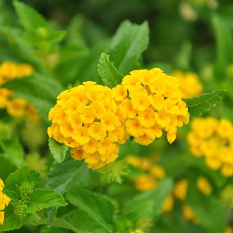Lantana Seeds - All In One For Home Gardens