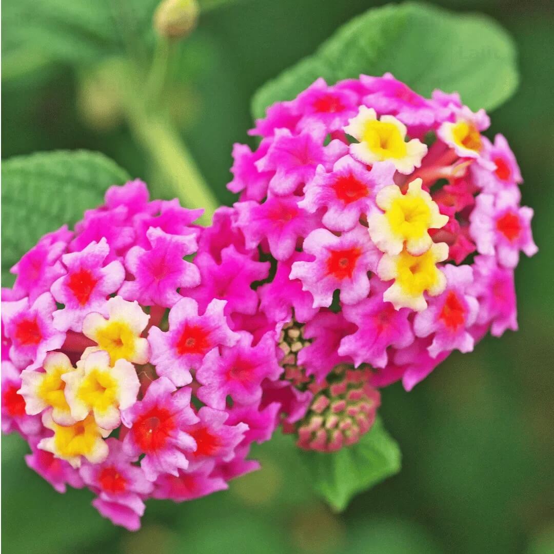 Lantana Seeds – Pink