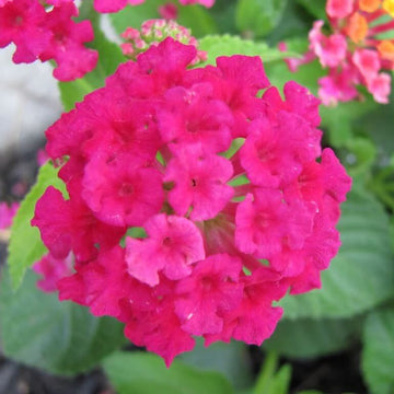 Lantana Seeds – Pink