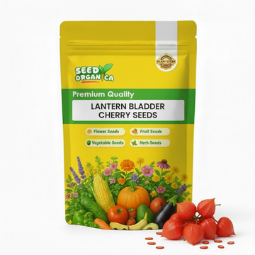 Lantern Bladder Cherry Seeds