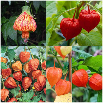 Lantern Seeds - All In One For Home Gardens