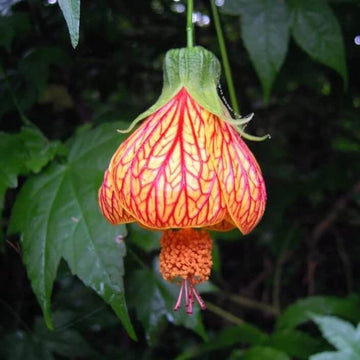 Lantern Seeds - All In One For Home Gardens