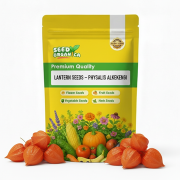 Lantern Seeds – Physalis Alkekengi