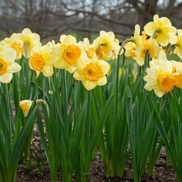 Large Cupped Daffodil Fortune Seeds 