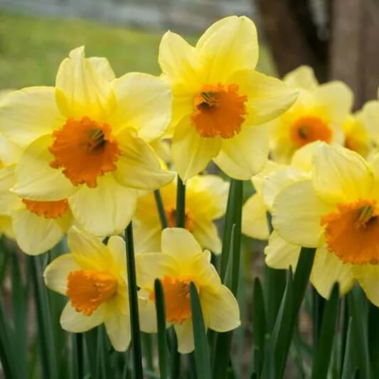 Large Cupped Daffodil Fortune Seeds 
