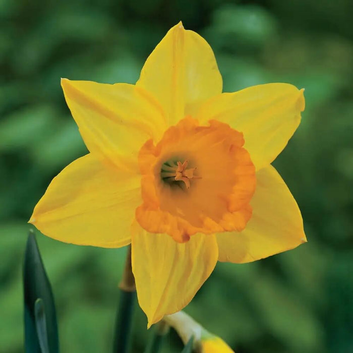 Large Cupped Daffodil Fortune Seeds 