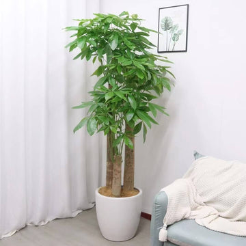 Large Indoor Money Tree Seeds