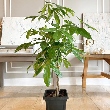 Large Indoor Money Tree Seeds
