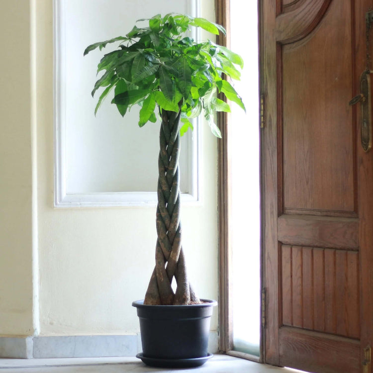 Large Indoor Money Tree Seeds