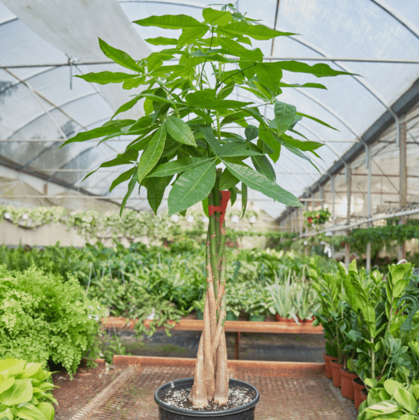 Large Indoor Money Tree Seeds