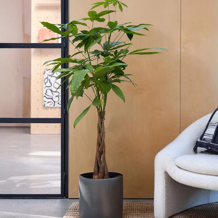 Large Indoor Money Tree Seeds